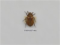 藏品(吹粉金龜屬)的圖片